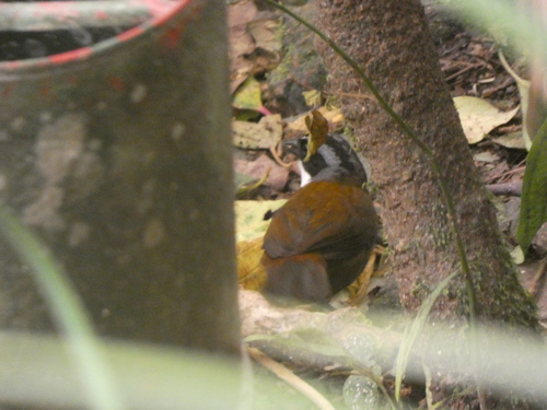 Sierra Nevada Brushfinch (Arremon basilicus), photo 7