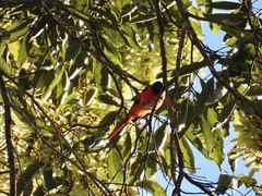 Pericrocotus solaris montanus