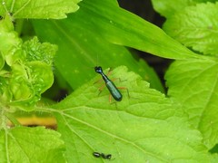 Neocollyris