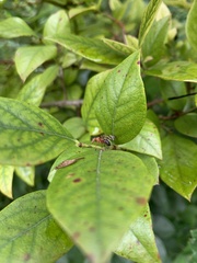 Tritoxa