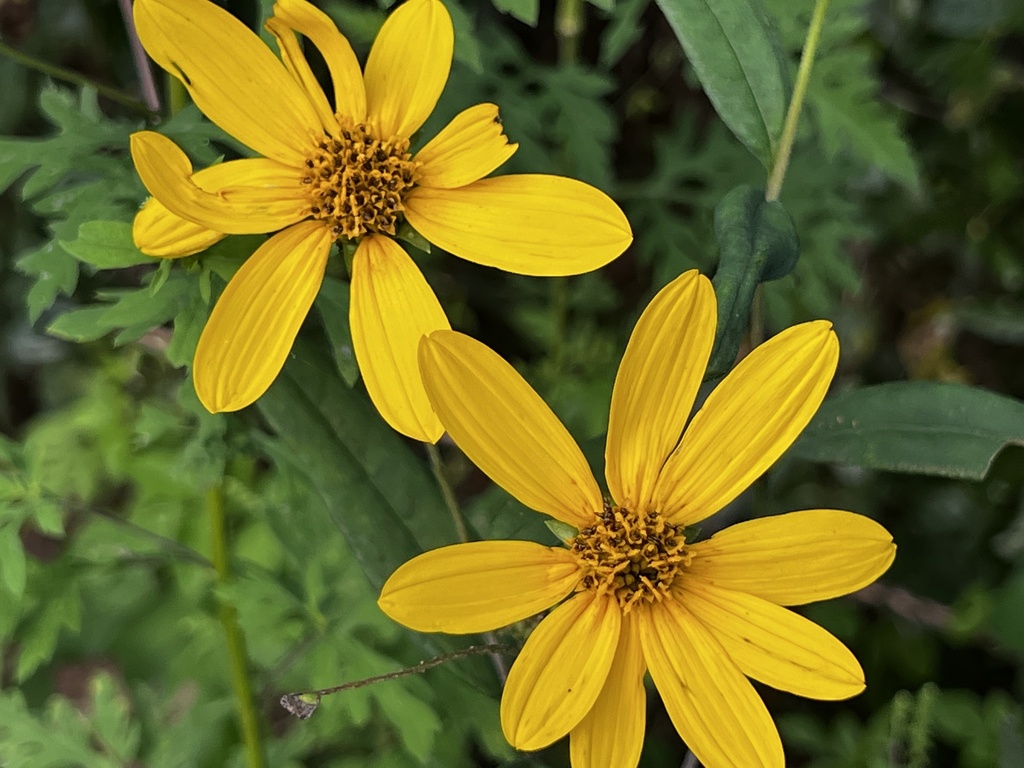 woodland sunflower from Miller Landing Rd, Tallahassee, FL, US on