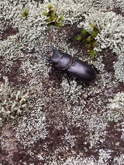 Dorcus striatipennis striatipennis