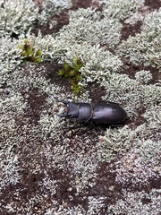 Dorcus striatipennis striatipennis