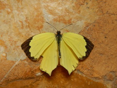 Abaeis salome jamapa