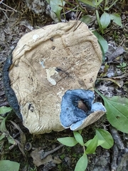 Gyroporus cyanescens