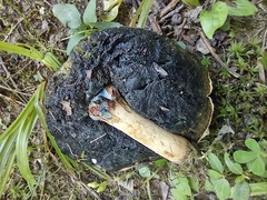 Gyroporus cyanescens