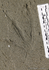 Pelecanus occidentalis