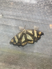 Psychostrophia melanargia