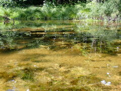 Ranunculus longirostris