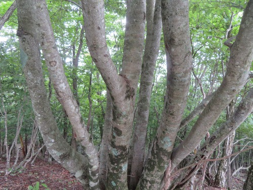 Image of Fagus japonica by (c) Marco Mussita, some rights reserved (CC BY)