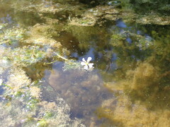 Ranunculus longirostris