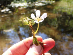 Ranunculus longirostris