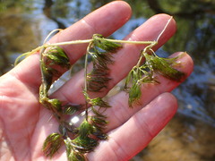 Ranunculus longirostris