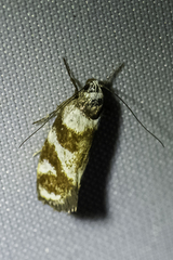 Palimmeces leucopelta