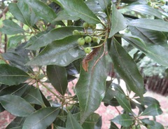 Pieris japonica