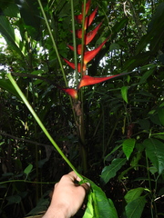 Heliconia orthotricha