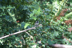Poecile atricapillus