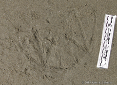 Pelecanus occidentalis