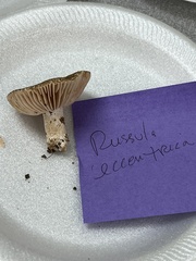 Russula eccentrica