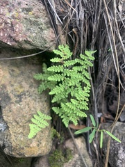 Myriopteris fendleri