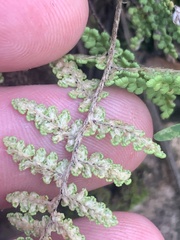 Myriopteris fendleri