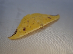 Tridrepana lunulata