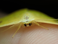 Tridrepana lunulata