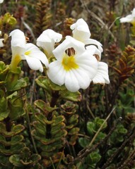 Euphrasia monroi