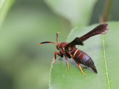 Vitacea scepsiformis