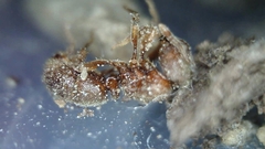 Proceratium silaceum