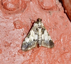 Termioptycha albifurcalis