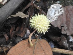 Byttneria grandifolia