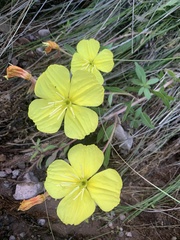 Oenothera flava