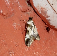 Termioptycha albifurcalis
