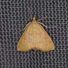 Helvibotys helvialis
