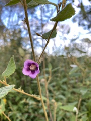 Howittia trilocularis