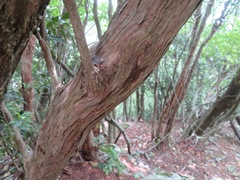 Pieris japonica