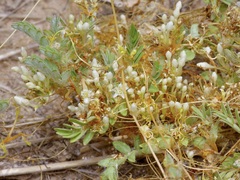 Cuscuta umbellata
