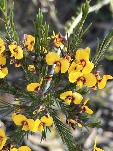 Dillwynia elegans Endl.
