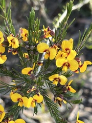 Dillwynia elegans