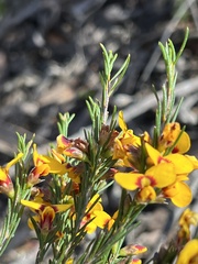 Dillwynia elegans