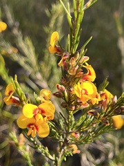 Dillwynia elegans
