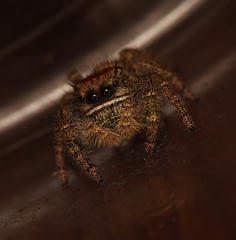 Phidippus