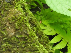 Pseudogagrella splendens
