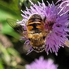 Eristalis tenax