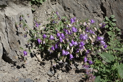 Campanula kolenatiana