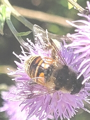 Eristalis tenax