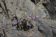 Campanula kolenatiana
