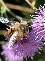 Eristalis tenax