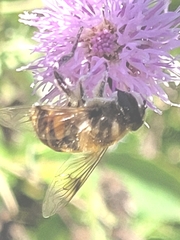 Eristalis tenax